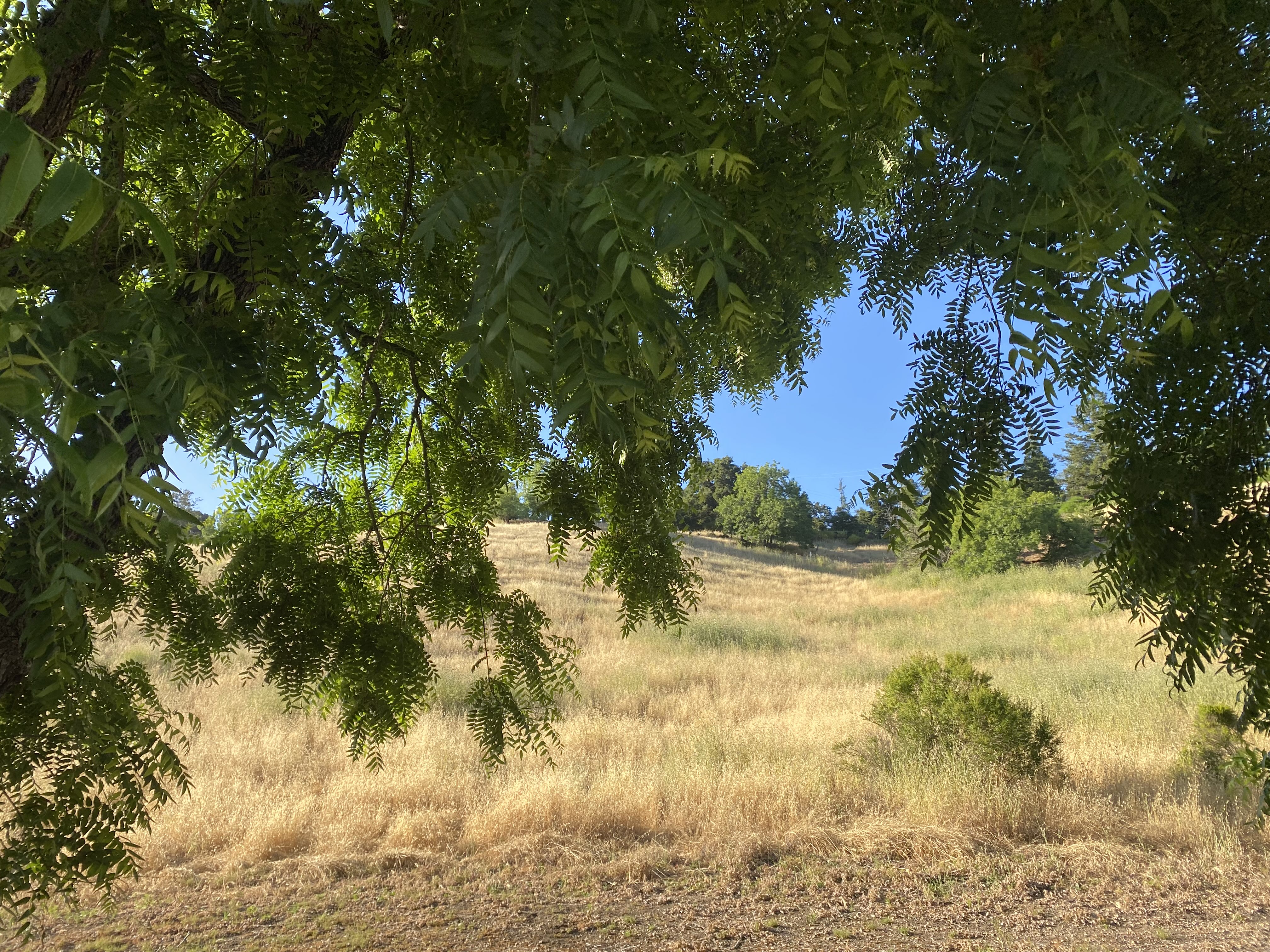 Tree Canopy